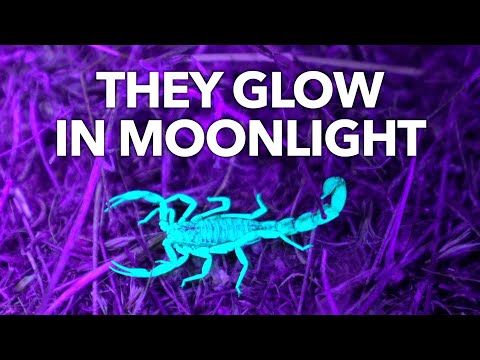 Uncovering the Mystery of a Scorpion's Fluorescent Glow