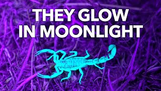 Download the video "Why Scorpions Glow in the Dark"