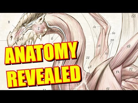Dungeons and Dragons Lore: Dragon Anatomy Revealed!