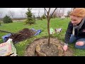 Planting Instructions for B&B Trees and Shrubs -McAuliffe’s Nursery Valley, Snohomish, WA.