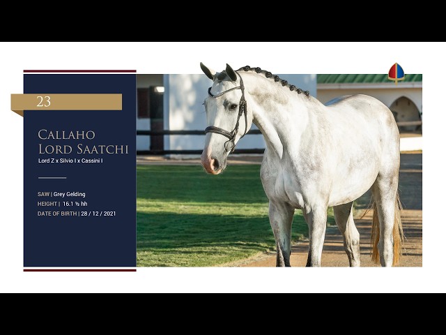 Callaho Lord Saachi