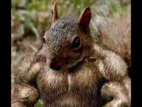 Dj Schwede - Liebes Chriskind