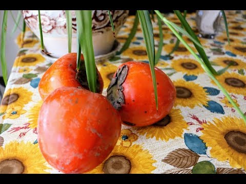 Pruning Persimmon Trees: Stopping Lanky Growth/Broken Branches