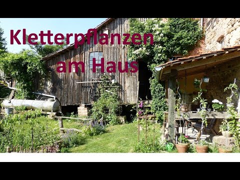 Kletterpflanzen am Haus: Efeu, Weissregen, Clematis, Kletterhortensie, wilder Wein, Knöterich, Wicke