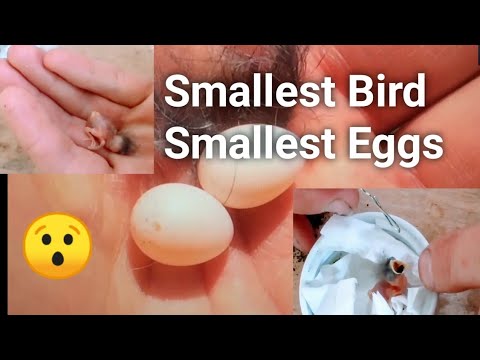 The smallest bird in the world! 😯 Please watch the full video