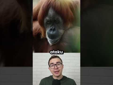 Ten orangutan wynajął płatnego z4bójc3!