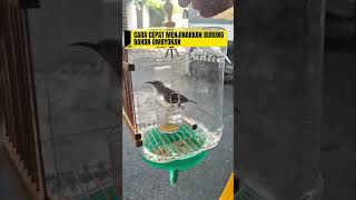 Download lagu pancingan suara burung sogok ontong #burung #mangkicauoffecial #kicaumania #birds #masteranjernih mp3