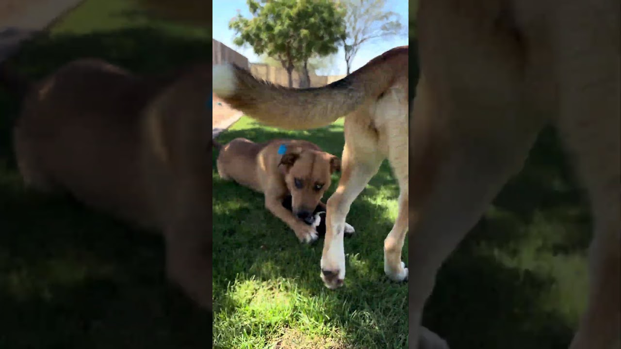 Enlarge Kiki, an adopted mixed breed in Gilbert, AZ video 4/4
