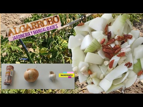 Fungicida Casero: Cebolla, AJO Y Guindilla
