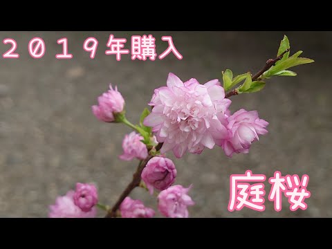 小さな庭の桜 庭の練習