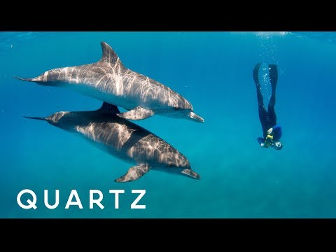 Scientists Believe Talking to Dolphins Is Possible!