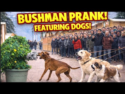 I’ve Never Seen a Dog React Like This to a Bushman.....🙈🙈😂