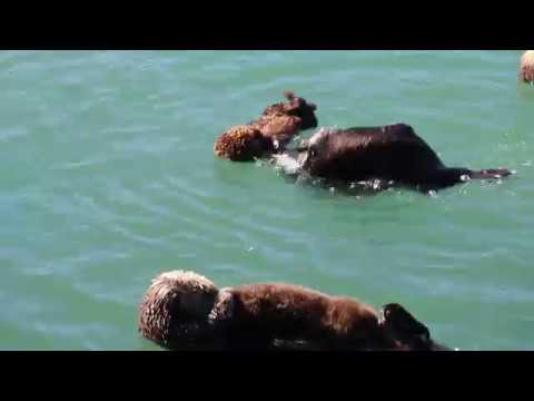 Funny sea otter tricks