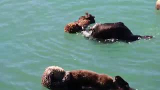 Funny sea otter tricks
