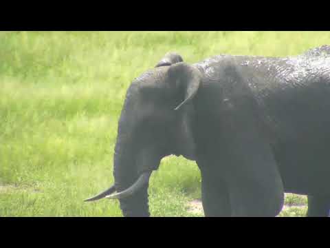 Djuma: Lone Elephant bull drinking at the pan - 02/25/19