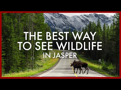 The Best Way to See Wildlife in Jasper National Park