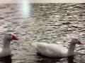 Classic Sesame Street Animation G Is For Goose