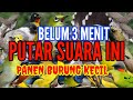 Suara Pikat Semua Jenis Burung Kecil Paling Ampuh Ini Baru Biyangnya Pikat Mp3 Anti Zoonk