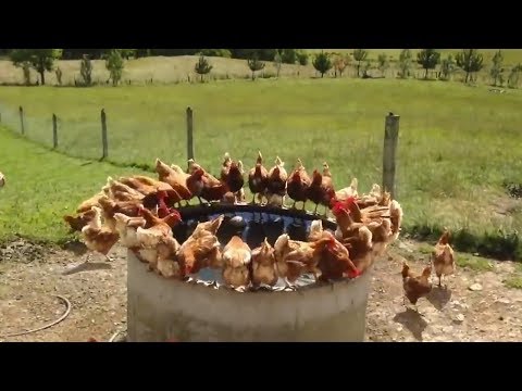 Der Bauer filmt seine Hühner wie sie am Morgen rausgehen - Beim zuschauen geht einem das Herz auf!