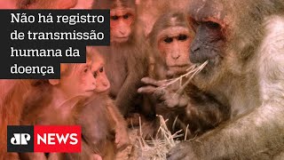 China registra 1ª morte de humano devido a vírus raro de macaco