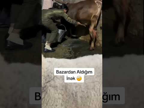 ⚠️ SATMAQ İSTƏDİYİNİZ HEYVANLAR ÜÇÜN BİZƏ MÜRACİƏT EDİN ⚠️ 051-753-62-40