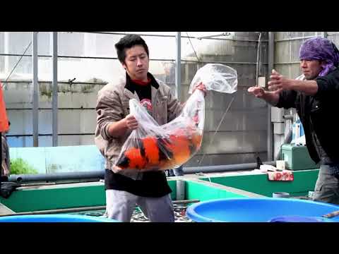 KOI FARM **GIANT KOI**