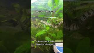 Northern water snake(Nerodia sipedon sipedon) Snake @channing_guest | Falcon Aquarium Services