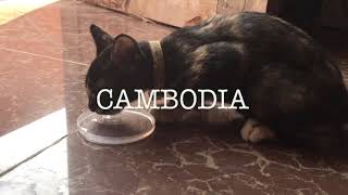 【Cambodia】カンボジアで撮ったネコやら何やら詰め合わせ