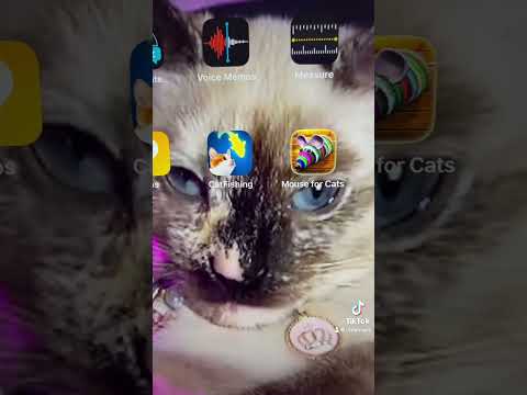 Damaris the cat , loves playing her cat games 🚥🈯️