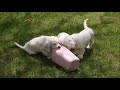 Jolene 2 Litter 210508 1 von shogundogs Jolene 2 Litter 210508 1 von shogundogs