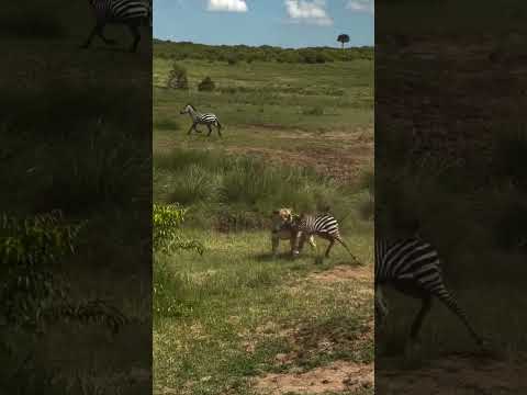 Turista filma ataque mortal de Leoa à rebanho de zebra