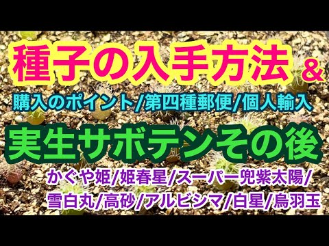 園芸 サボテンの種を集める方法は?