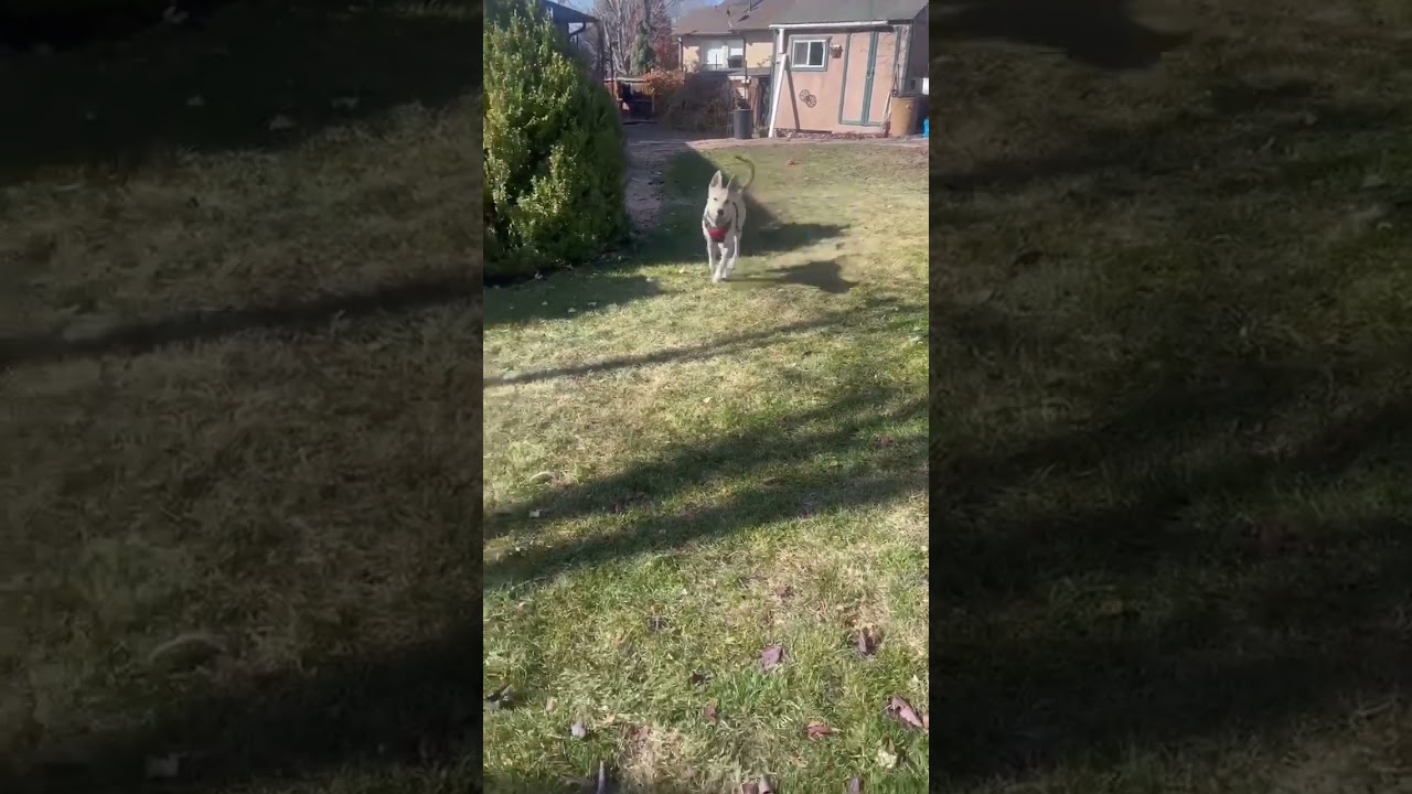 Enlarge Kamaria, a Adoptable mixed breed in Highlands Ranch, CO video 5/5