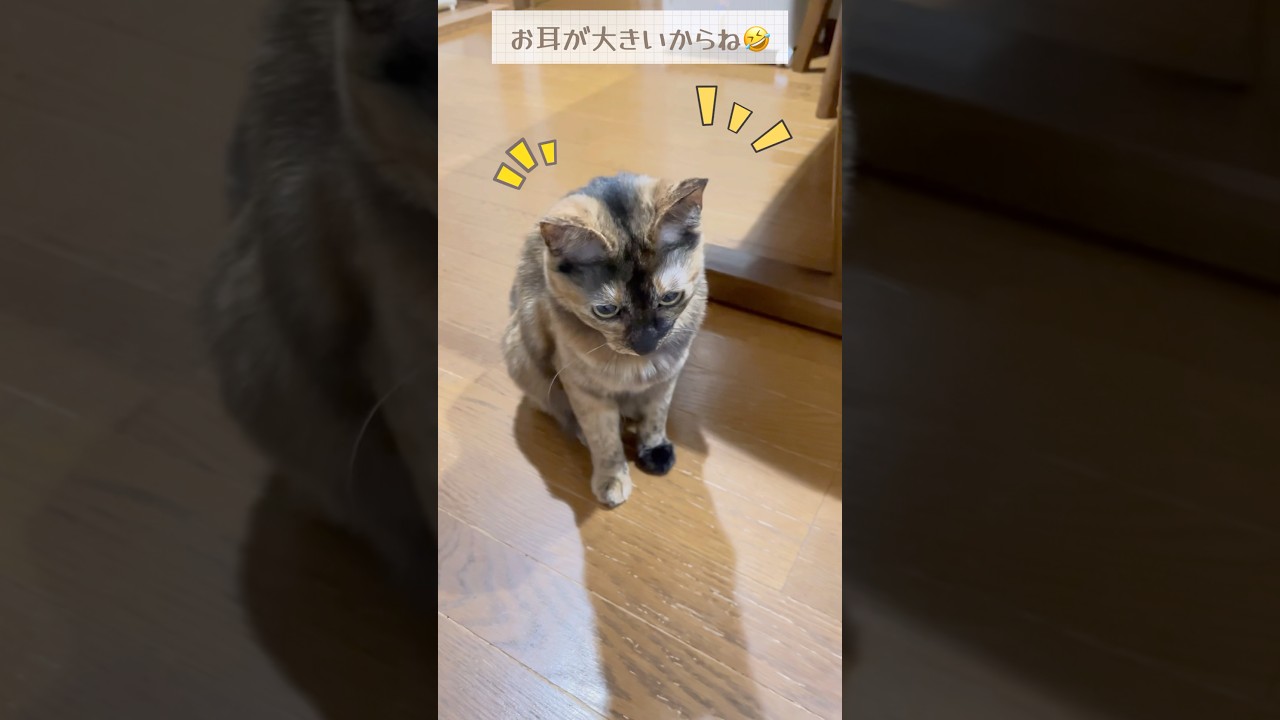 猫の聴力すごすぎる❣️#shorts #cat #猫 #cats #猫のいる暮らし #保護猫 #猫好きさんと繋がりたい