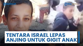 Tentara Israel Lepaskan Anjing untuk Gigit Anak Palestina, Diikat dan Direkam sampai Ketakutan