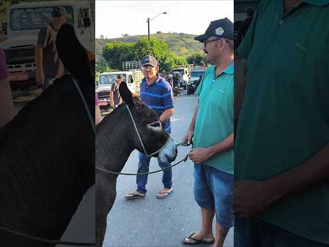 VOCÊ ENCONTRA JUMENTO BOM NA FEIRA DE ANIMAIS DE UMBUZEIRO PB