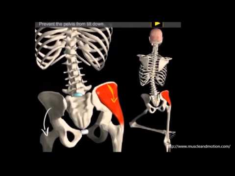 Gluteus medius muscle