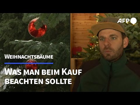 Weihnachtsbäume: Was man bei Kauf und Pflege beachten sollte | AFP