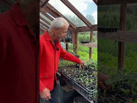 Seasonal Planting Techniques for Summer Success