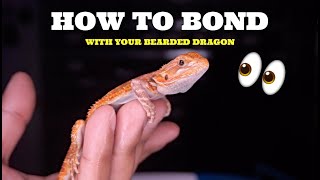 Best Ways To Bond With Your Bearded Dragon! Best TIPS!!