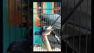 Download lagu Murai batu mewah | Murai batu konslet gaya sujud 🔥🔥🔥 mp3