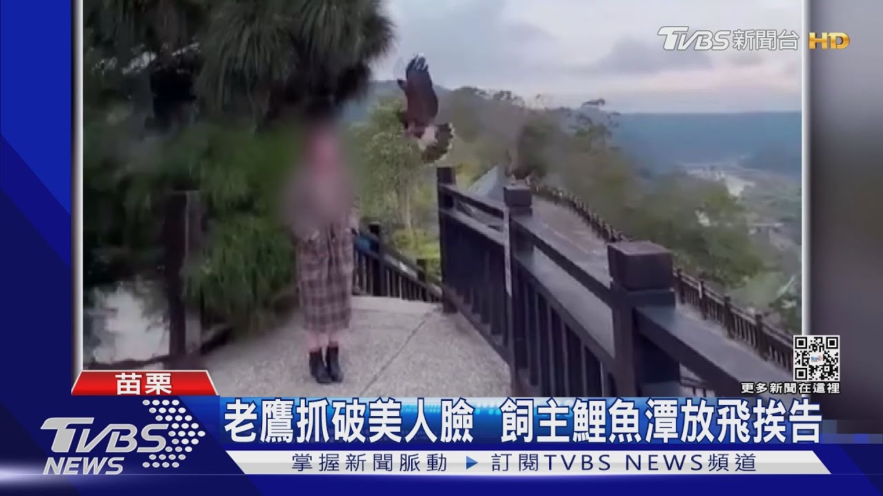 老鷹抓破美人臉　飼主鯉魚潭放飛挨告