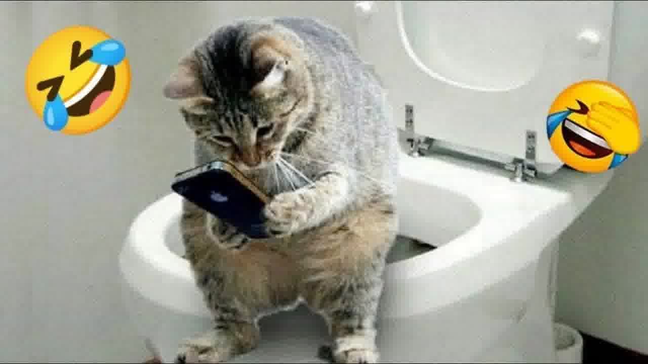 Funniest Dogs and Cats 😹😂 Funny Videos Compilation 🤣