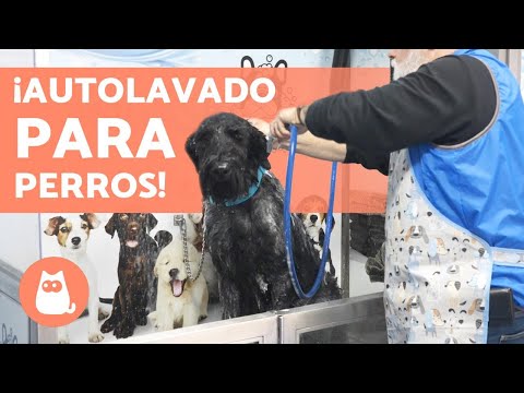 ¿Cómo funciona un AUTOLAVADO de PERROS? 🐕🚿 (Ventajas)