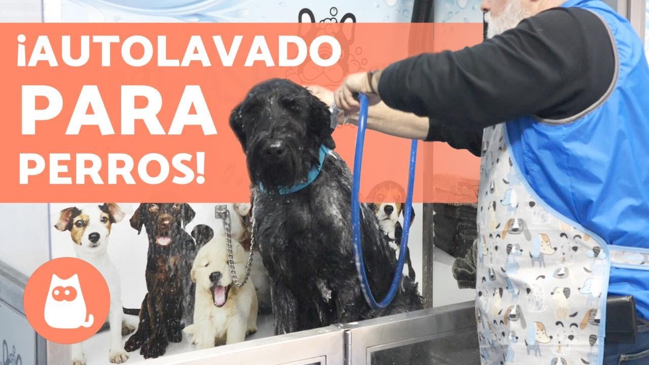 ¿Cómo funciona un AUTOLAVADO de PERROS ???? (Ventajas)