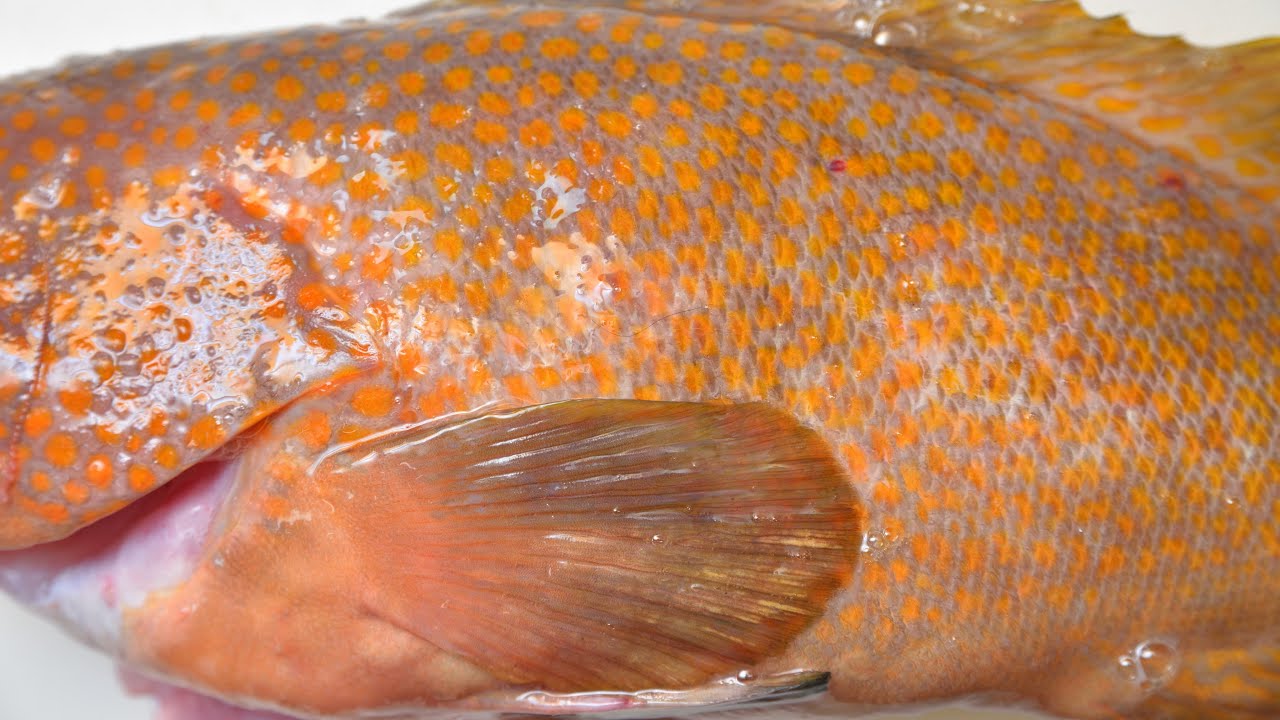 幻の高級魚○○ハタを入手したので捌く #魚#捌く#魚捌き