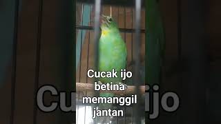 Download lagu cucak ijo betina memanggil jantan #masteran #cucakijobetina mp3