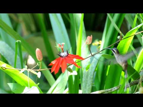 Video: Phaethornis longirostris