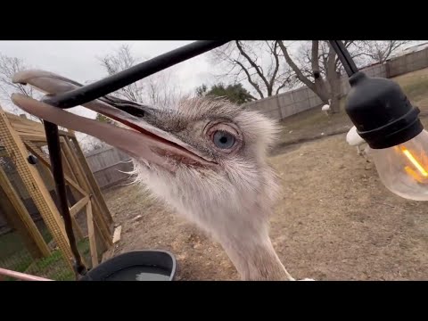 Kevin Will Fight Anything