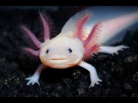 Fakten über Axolotl